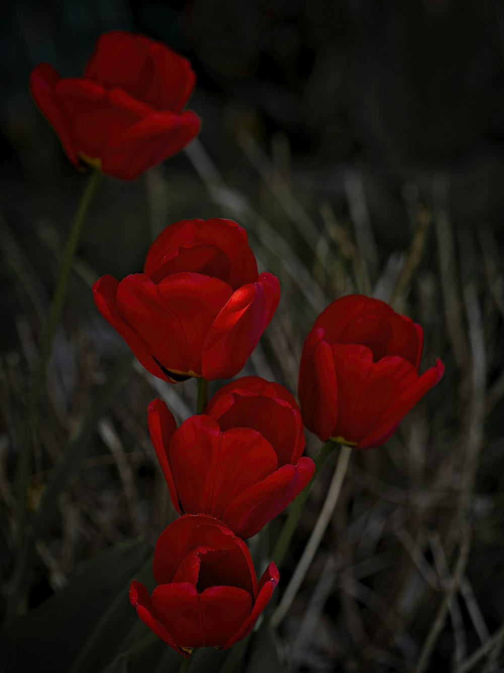 a group of red flowers