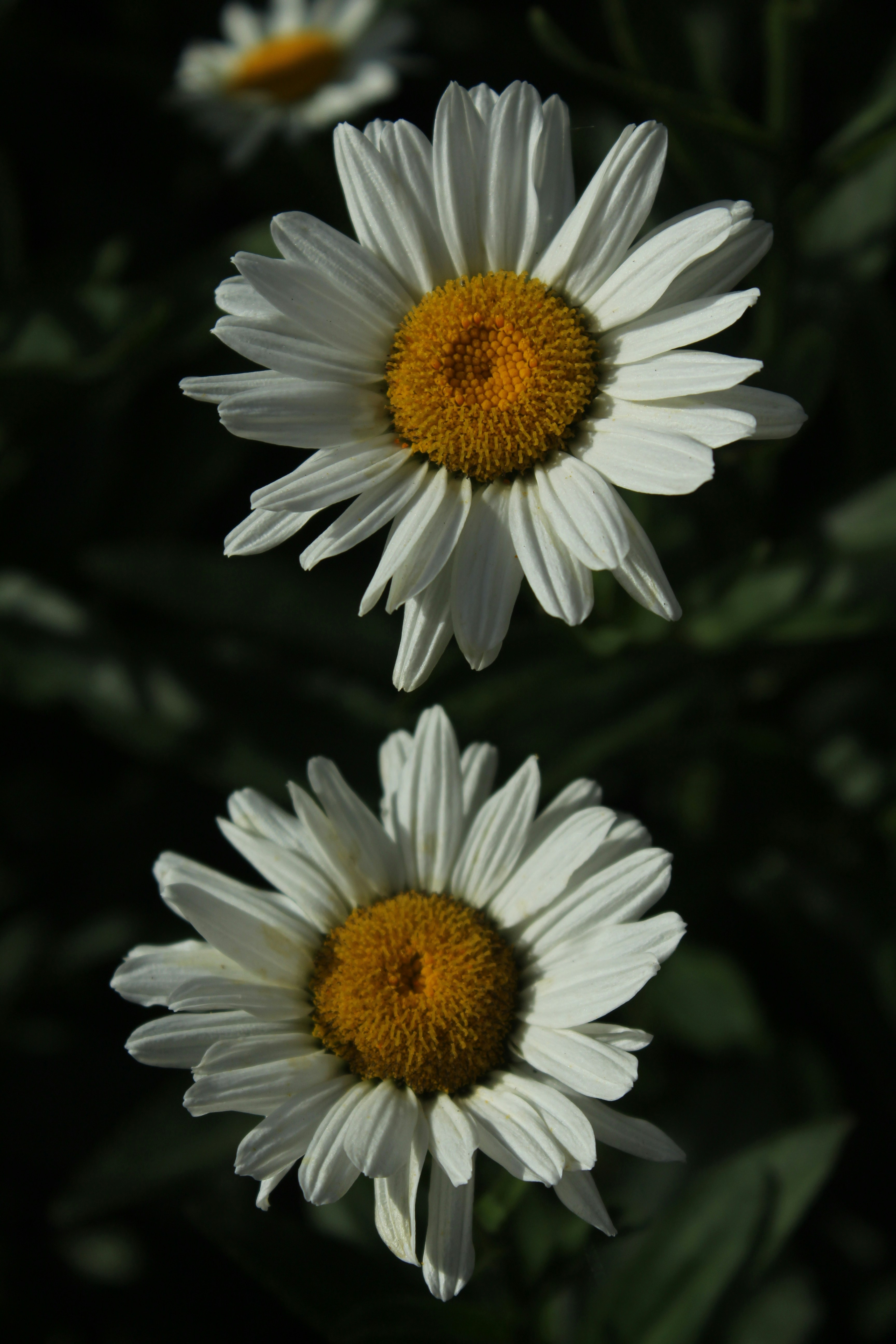 Photo by dustyrainbows