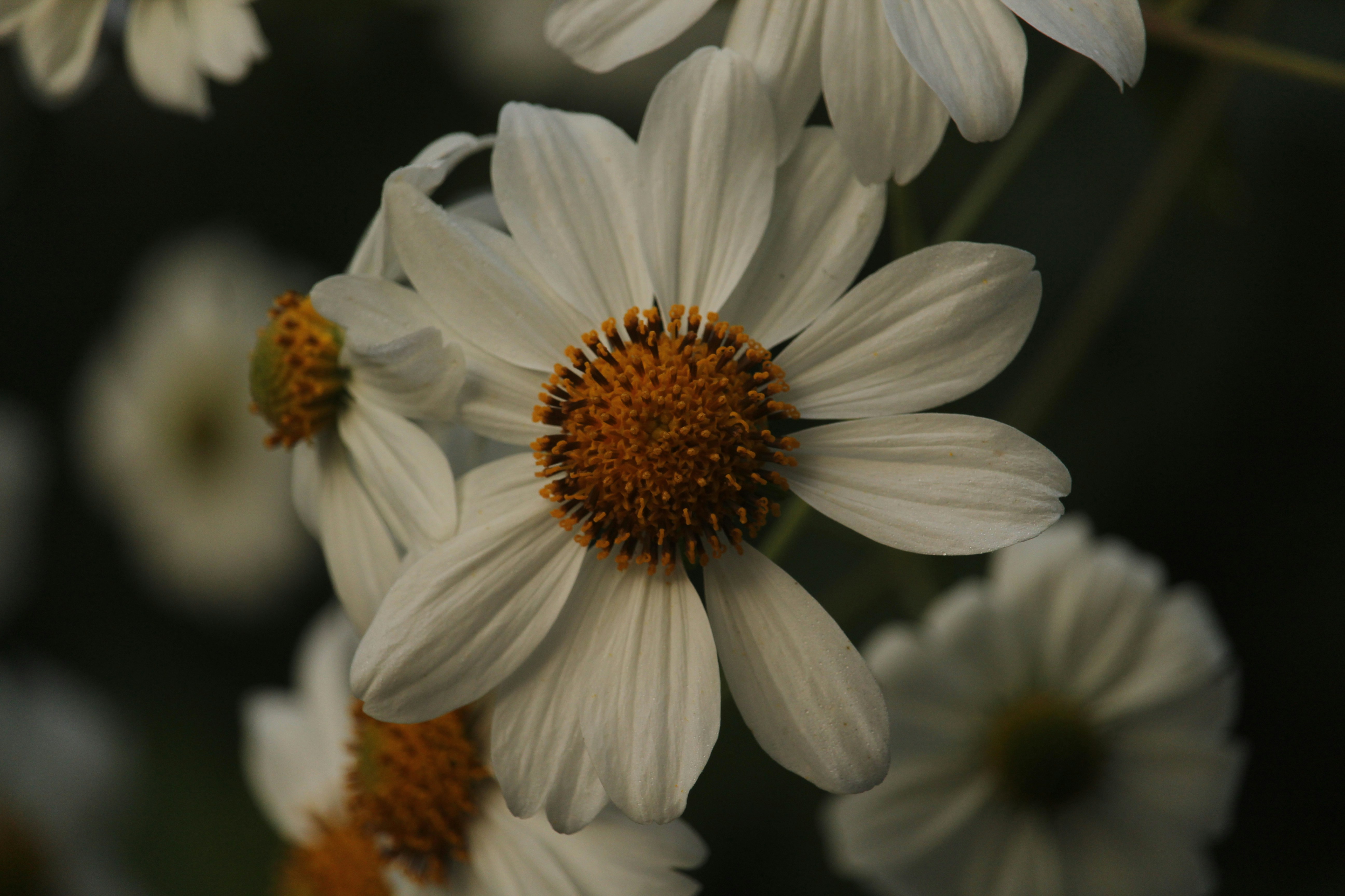 Photo by dustyrainbows