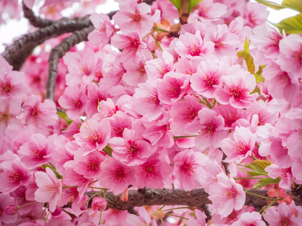 a close up of pink flowers