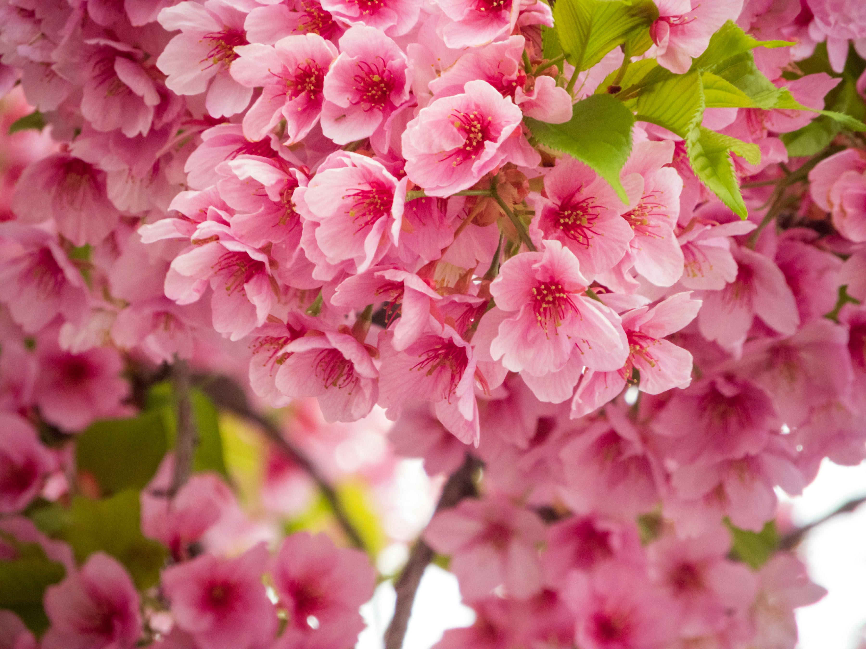 Photo by heppoko_yama