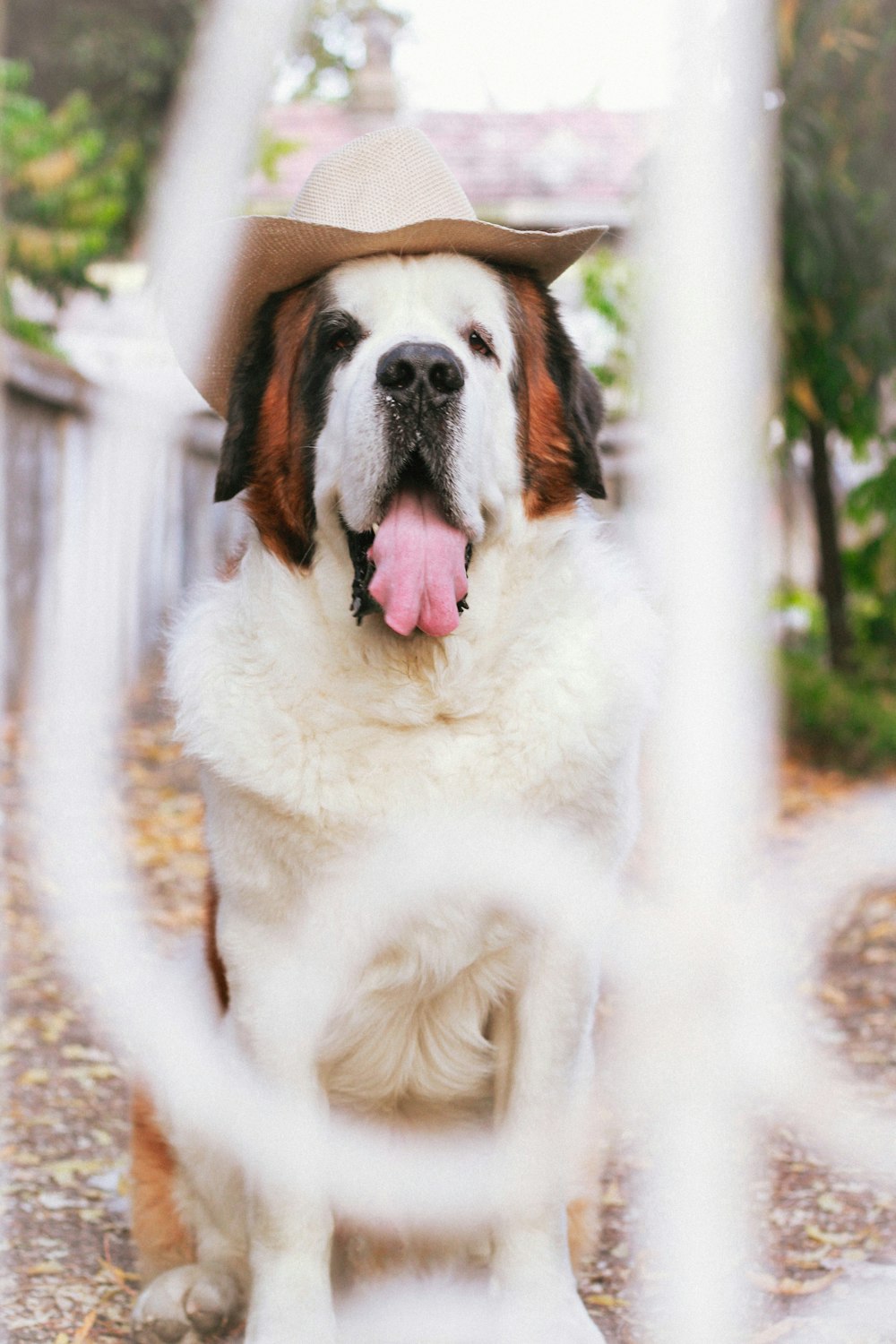 un cane che indossa un cappello