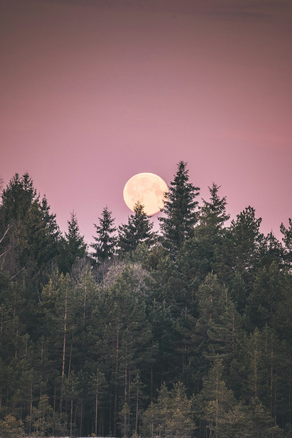 Une pleine lune au-dessus d’une forêt