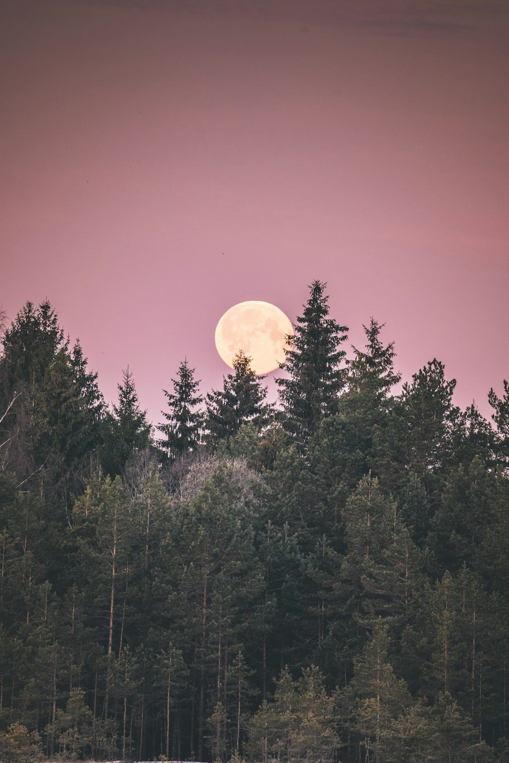 uma lua cheia sobre uma floresta