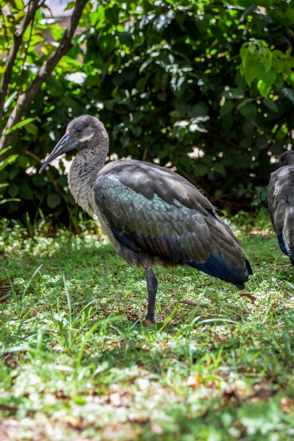 Ein Vogel steht auf Gras