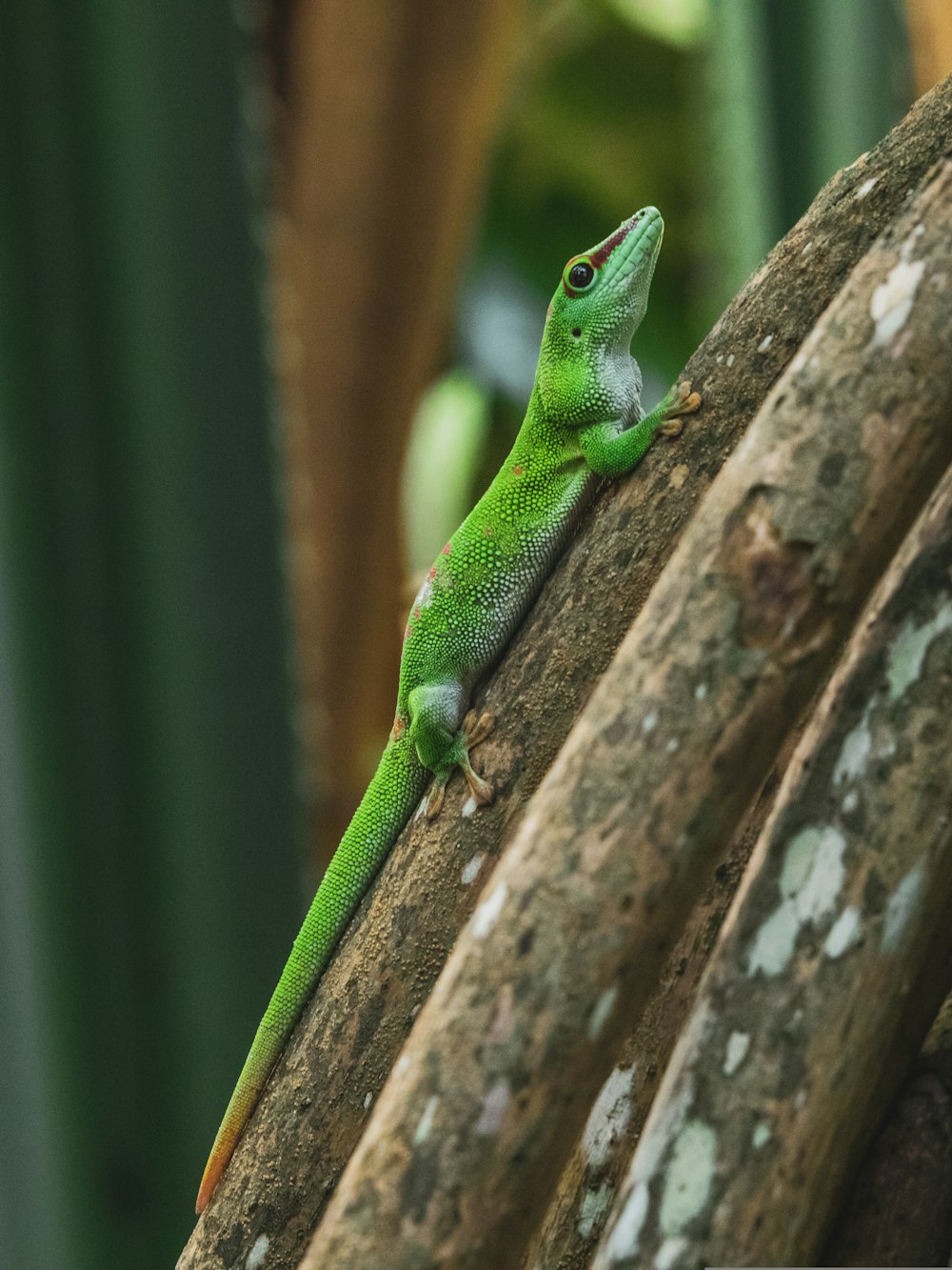 a green lizard on a tree branch