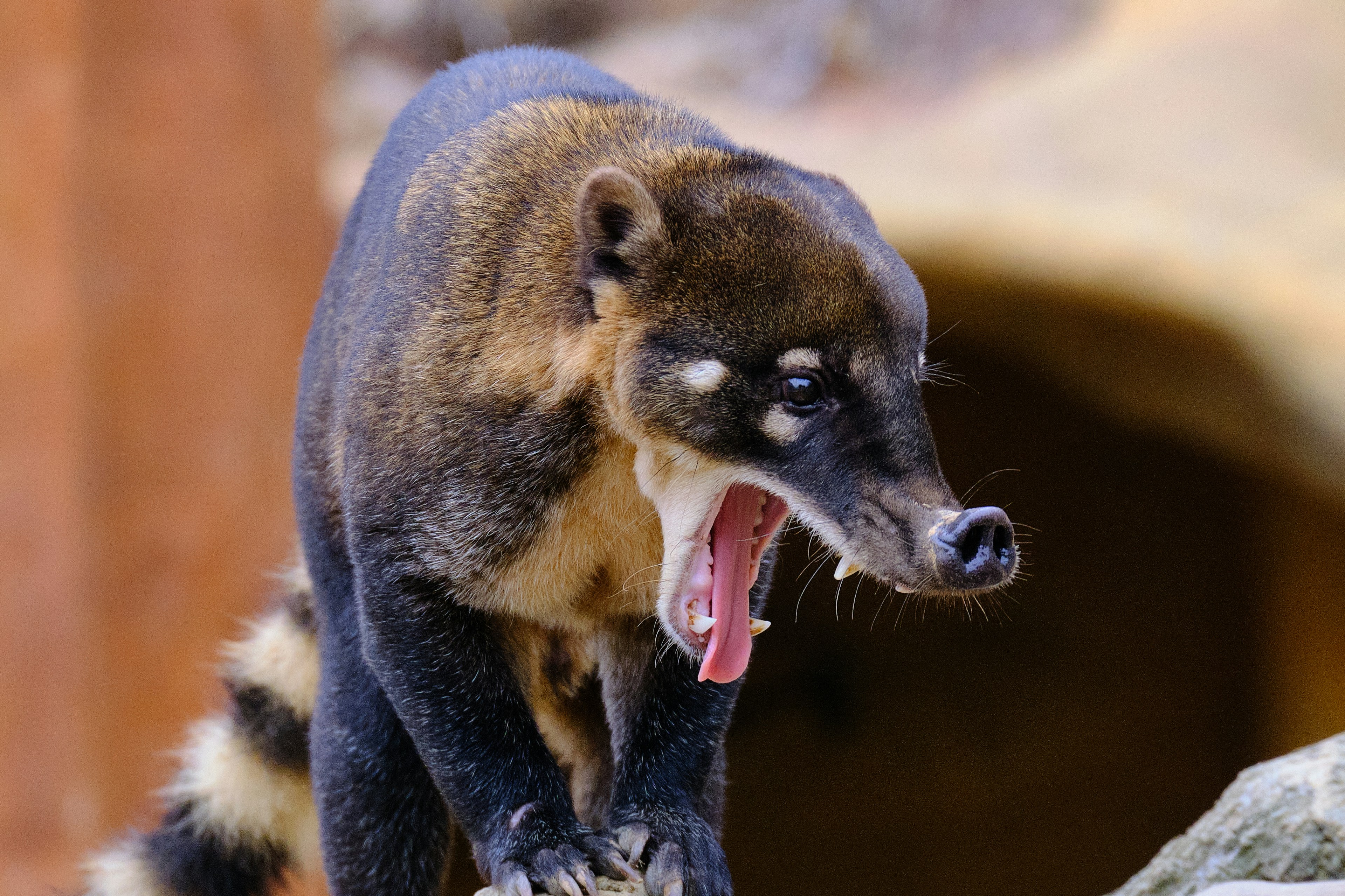 Coati - The Social Acrobat with a Flexible Snout (image credits: unsplash)