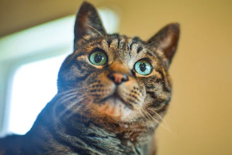 a cat looking at the camera