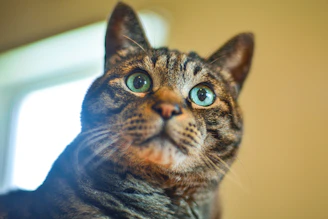 a cat looking at the camera