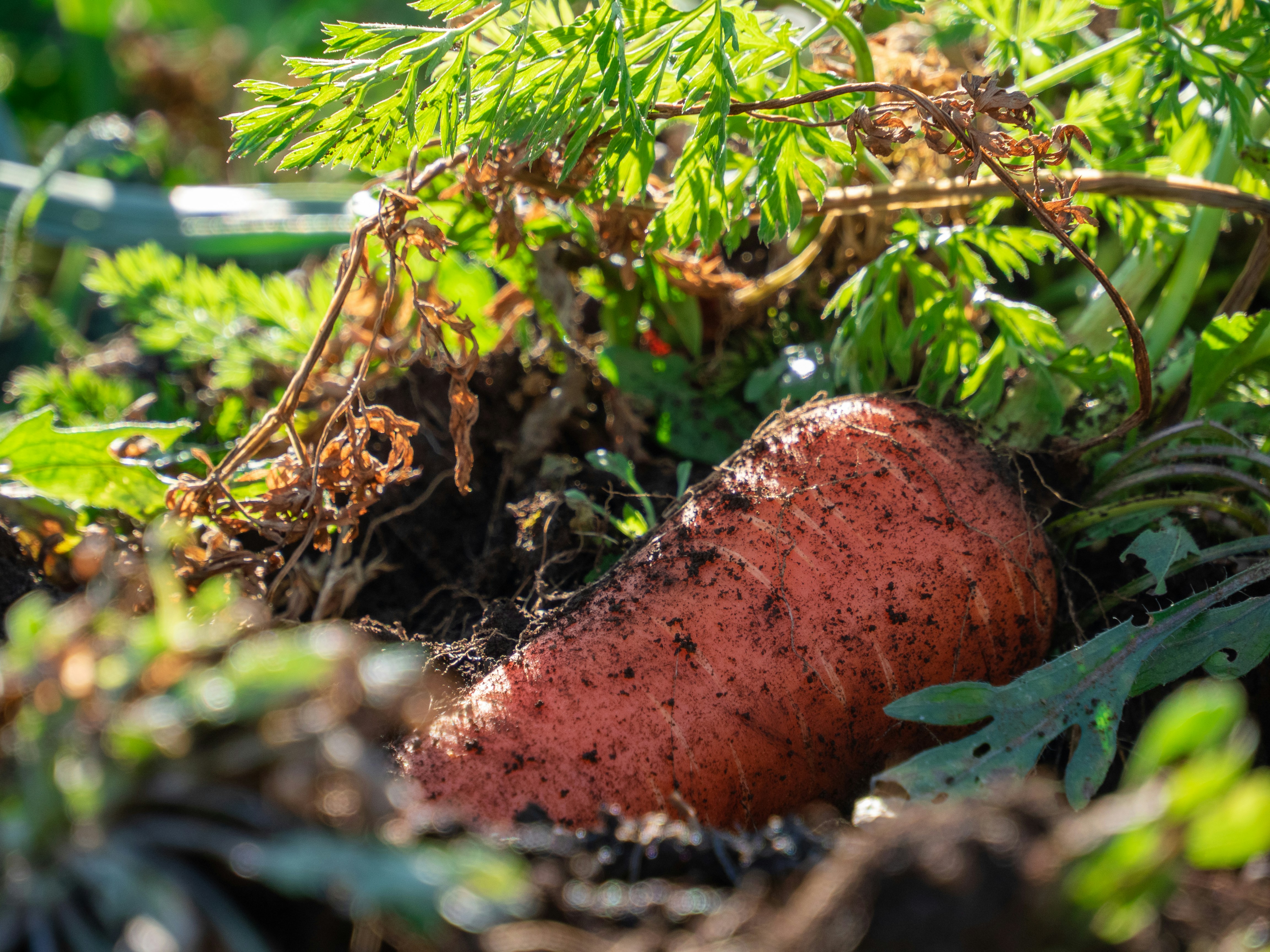 a mushroom growing in the ground