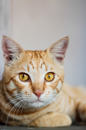 A close-up of a friendly tabby cat lounging on a community center windowsill.