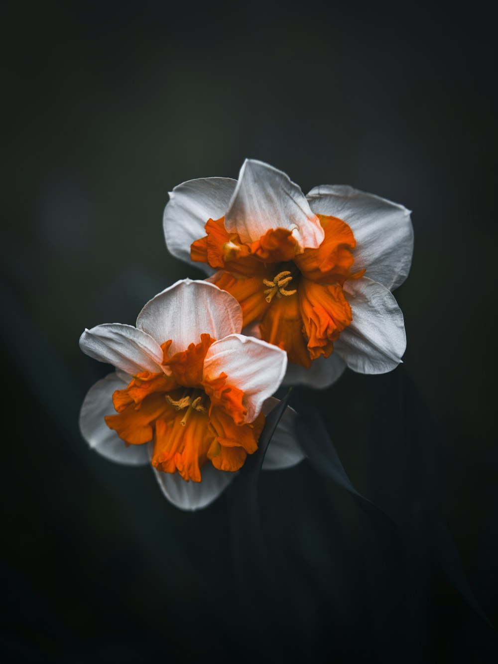 a couple of white and orange flowers