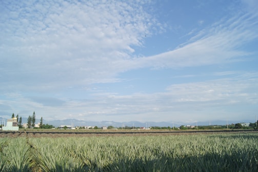 A vast agricultural field stretches into the distance, with rows of crops and greenery. In the background, a range of low mountains or hills is visible under a clear blue sky with scattered clouds. A few small buildings and structures are situated near the horizon, bordered by a line of trees.