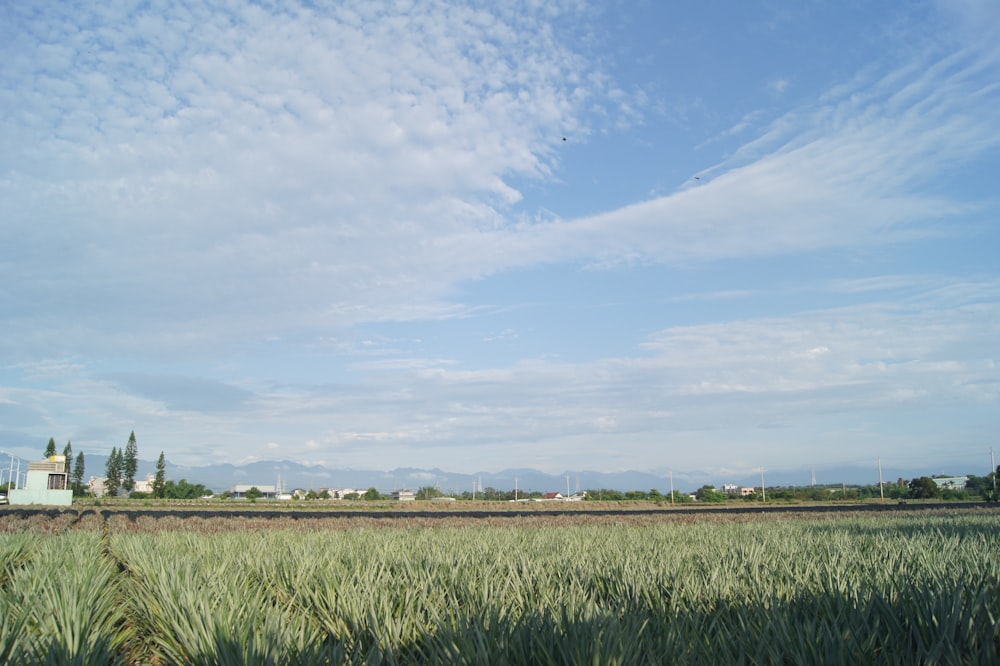 a field of green grass