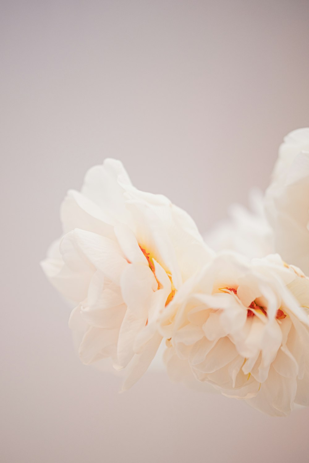 a close up of white flowers