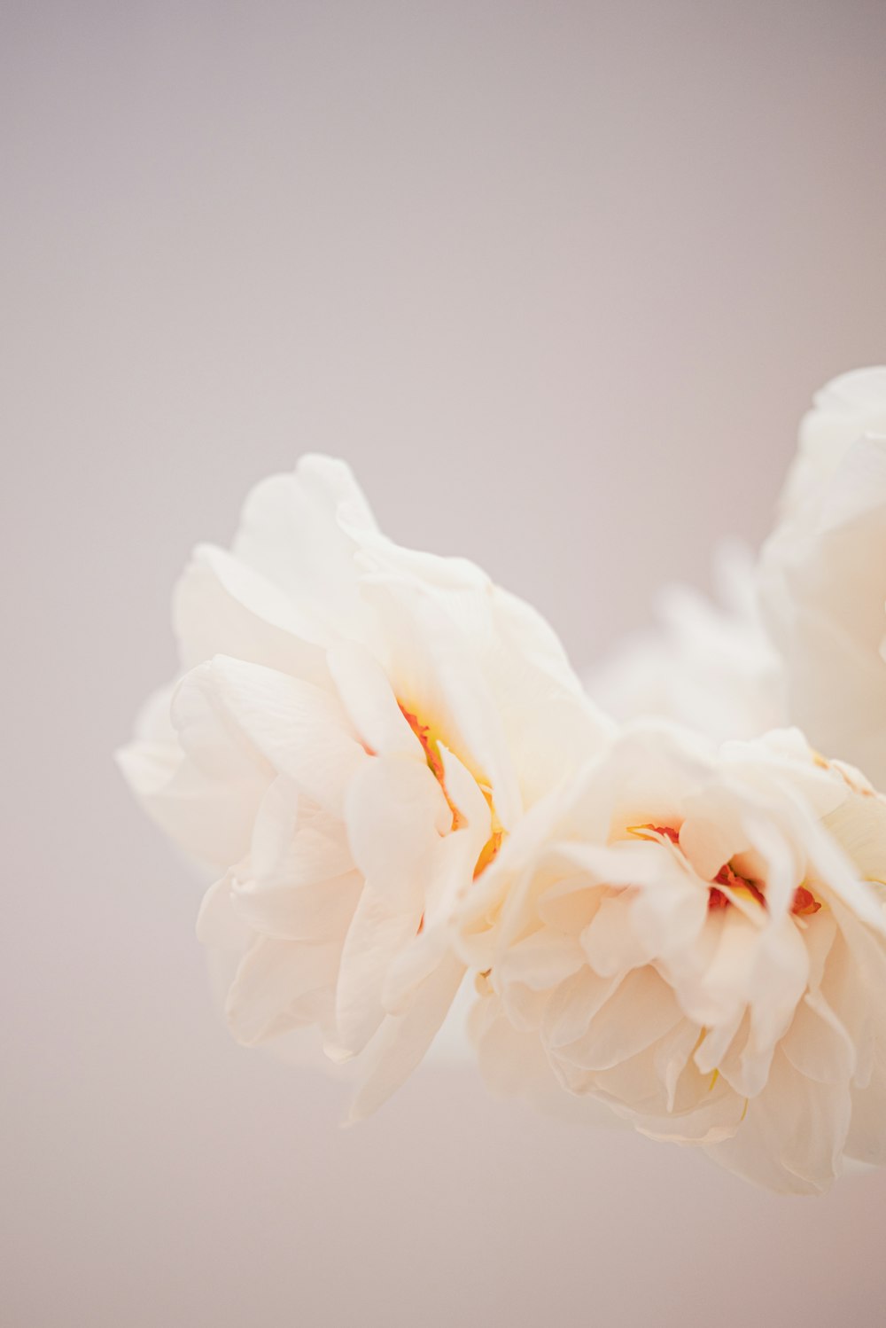 um close up de flores brancas