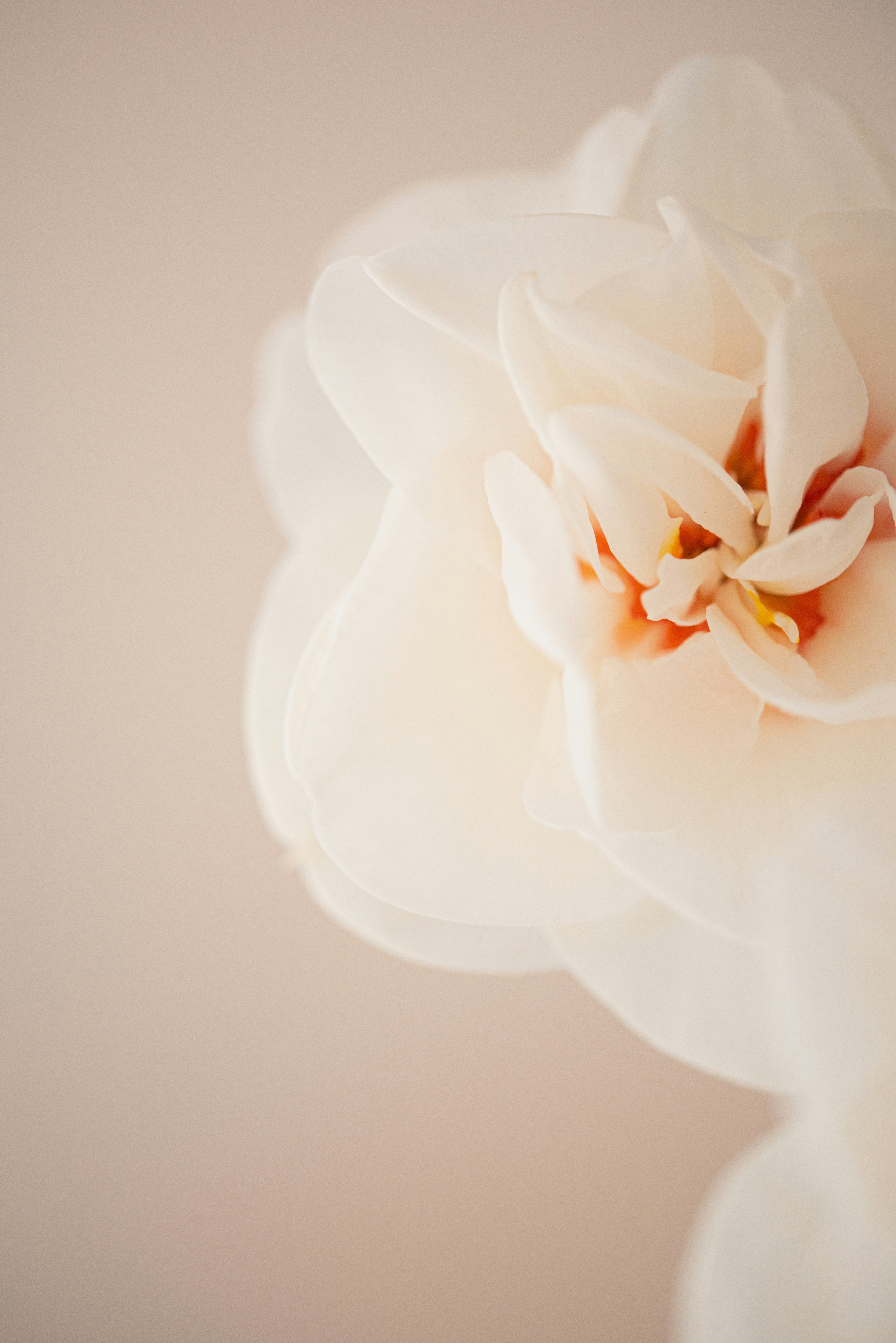 Photo by lauraadaiphoto