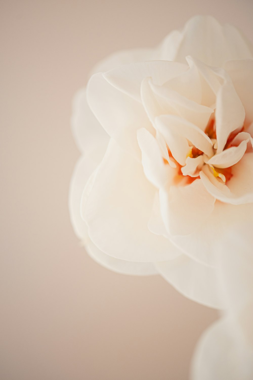 a white flower with a white center