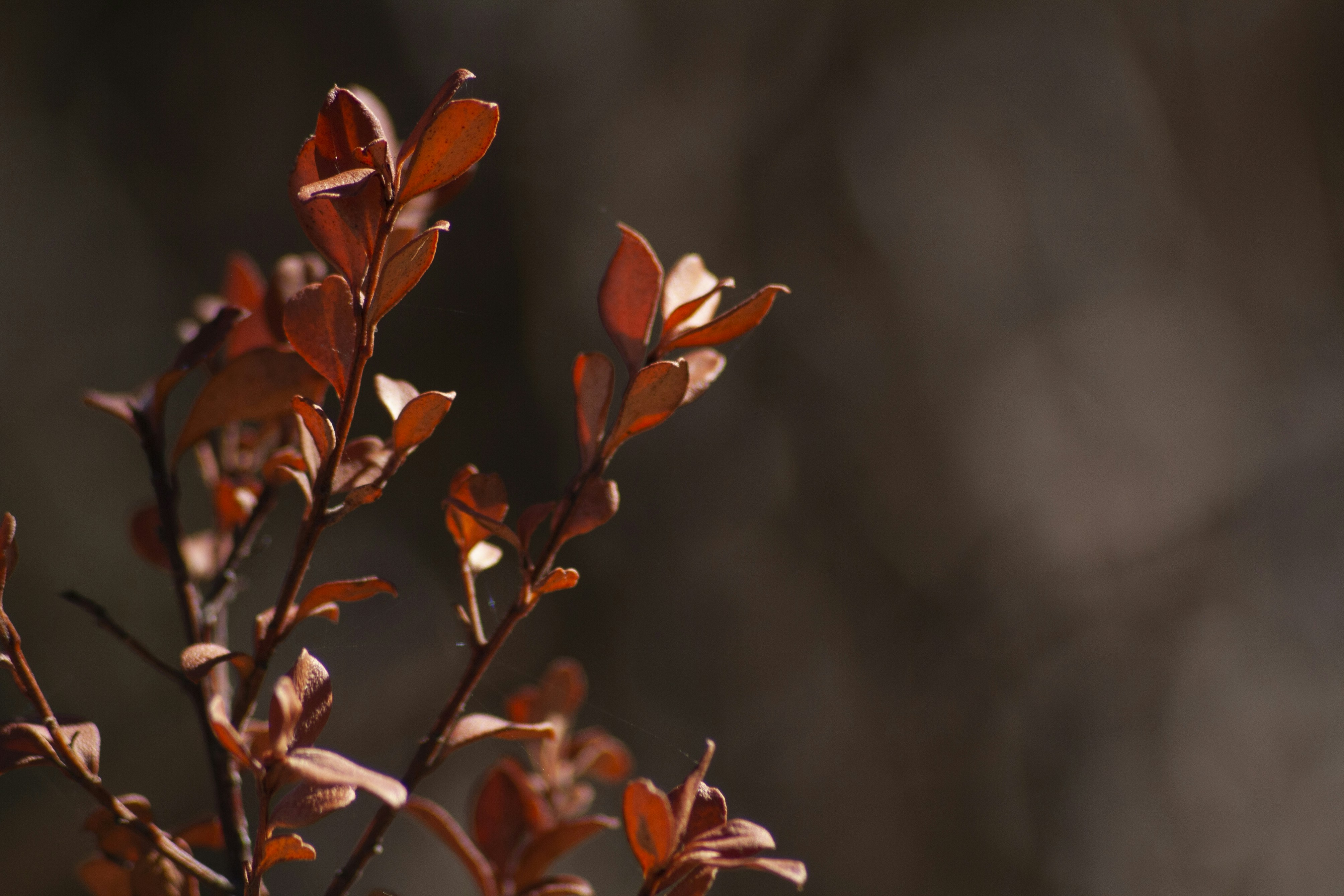 Photo by amy_harrison