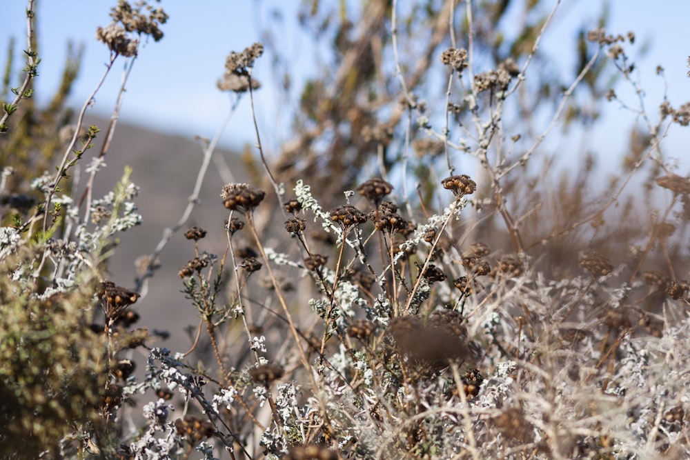 a group of bees on a plant