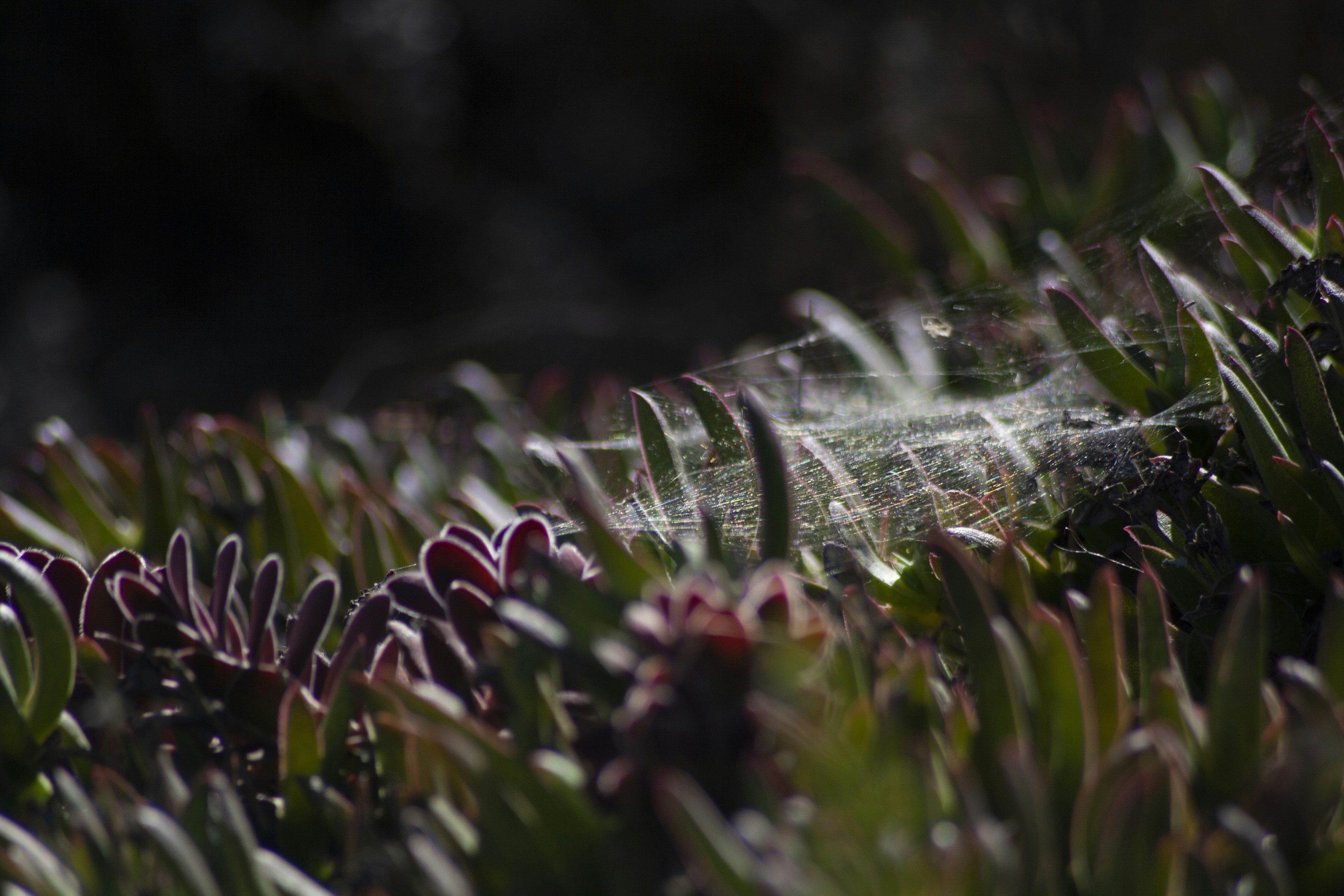 Photo by amy_harrison