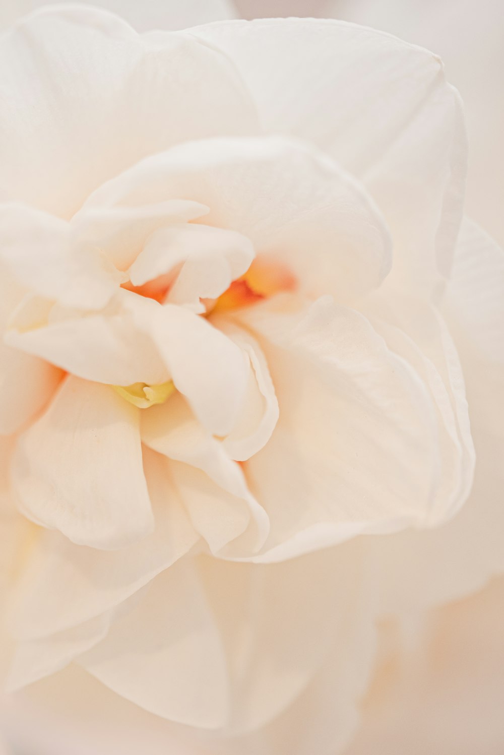 a white flower with orange petals