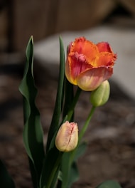 a close up of a flower