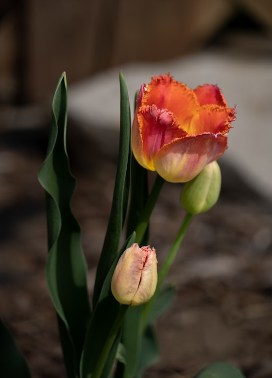 a close up of a flower