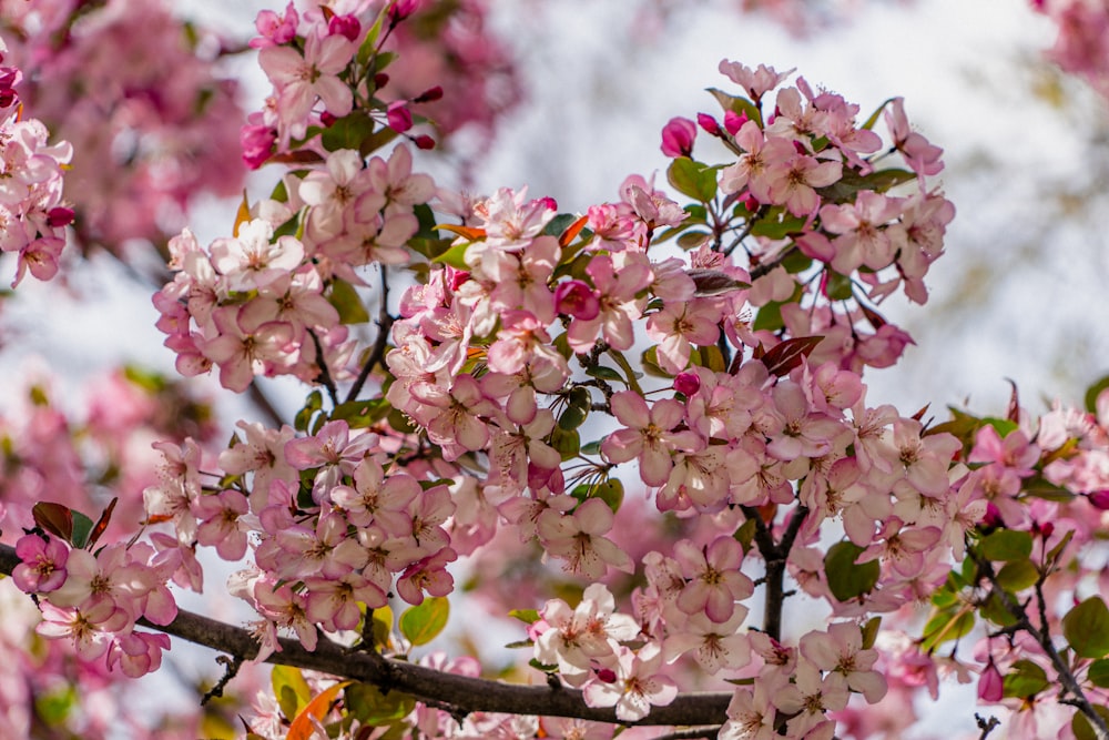 a close up of a tree branch with pink flowers