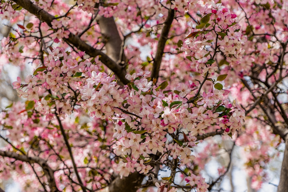 a tree with pink flowers