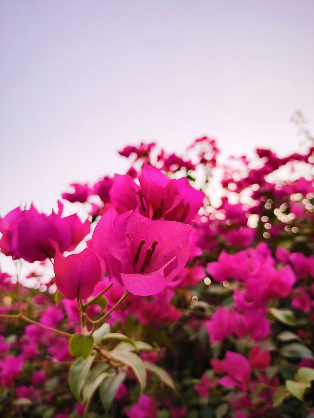 a close up of some flowers