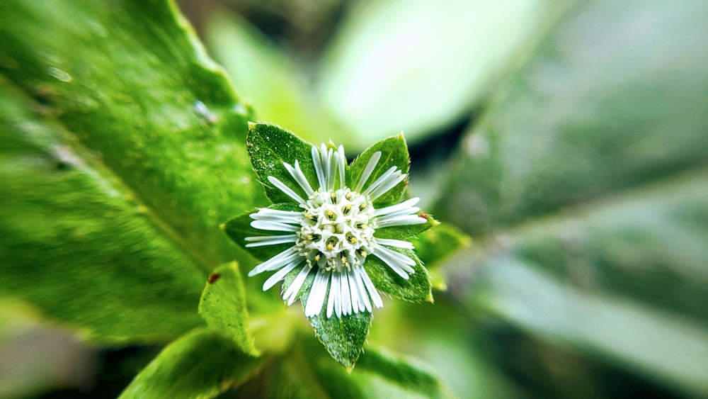 a close up of a flower