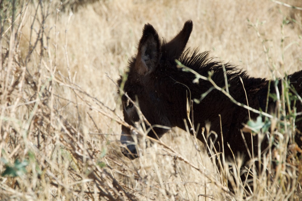 a donkey eating grass