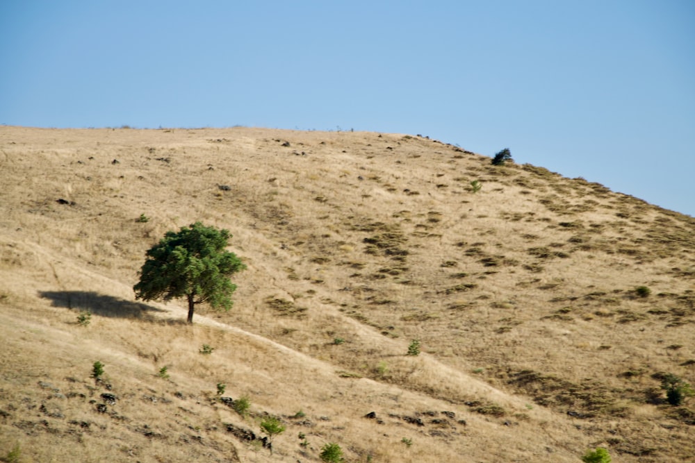 a tree on a hill