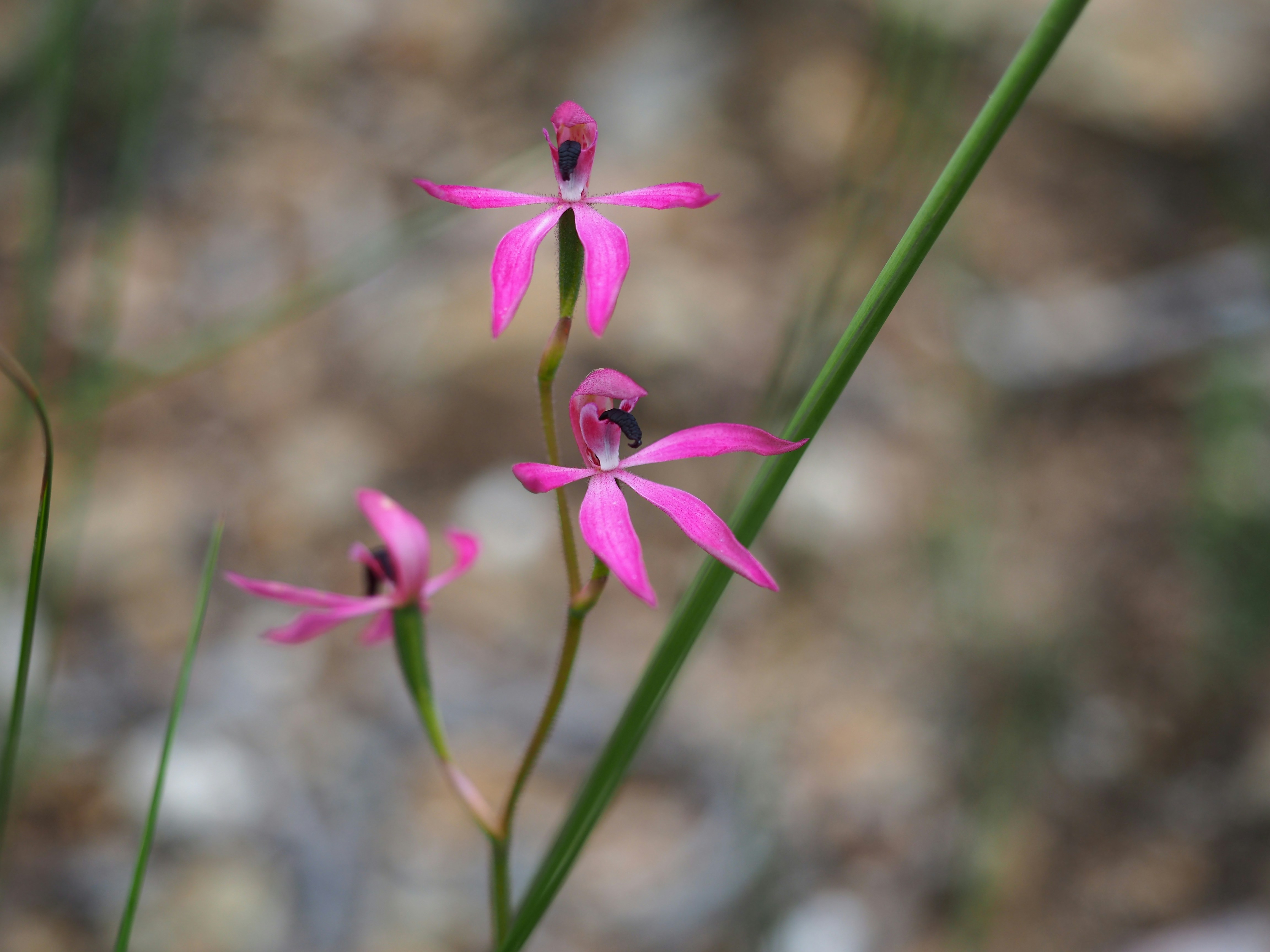 a close-up of some flowers