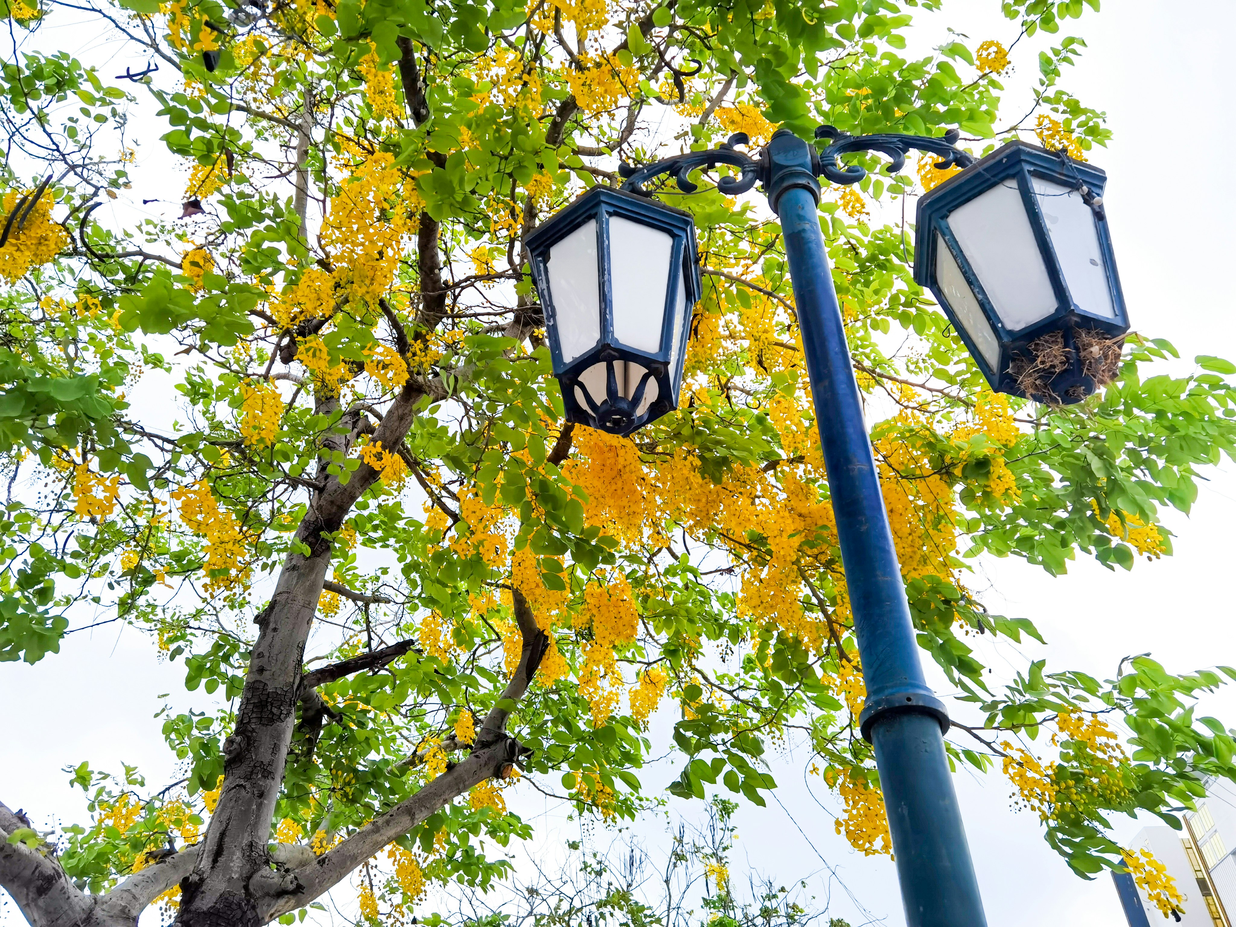 Photo by thoeunratana