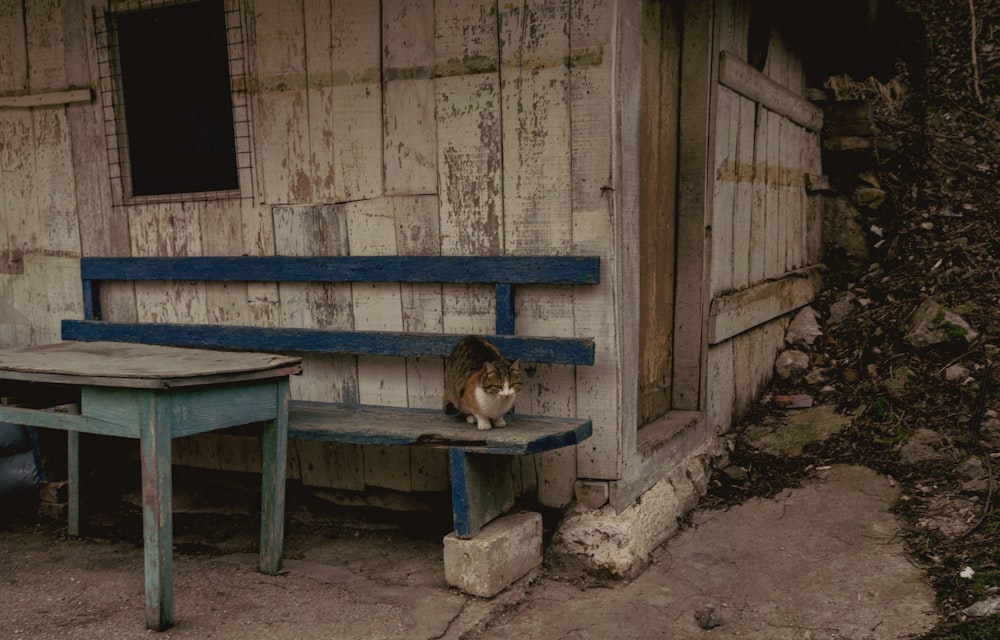 a cat sitting on a bench