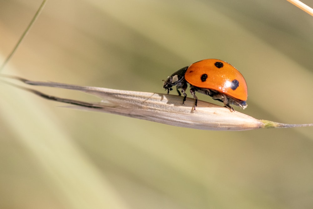 a ladybug on a leaf