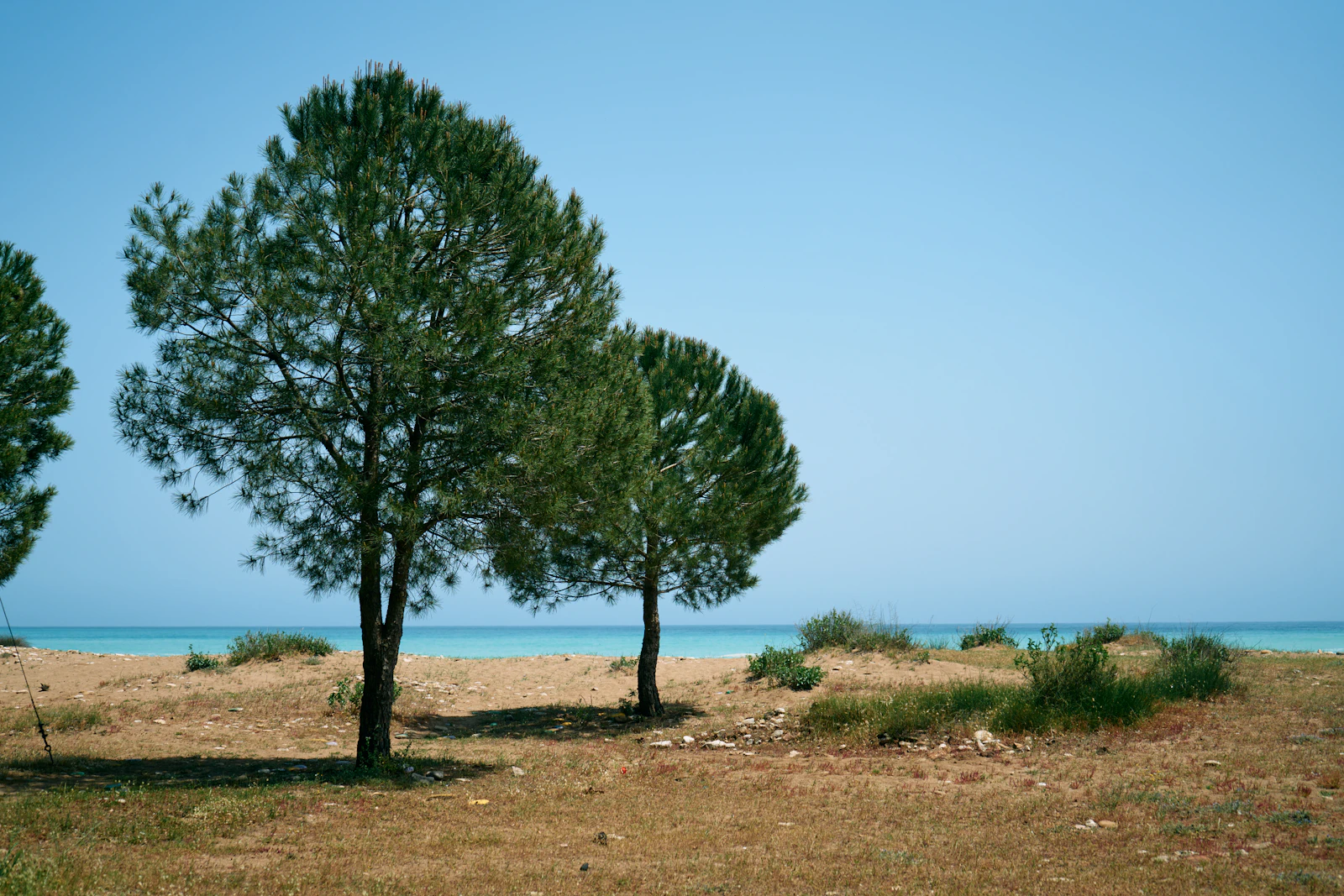 Pines on the grass behind the beach at Çıralı