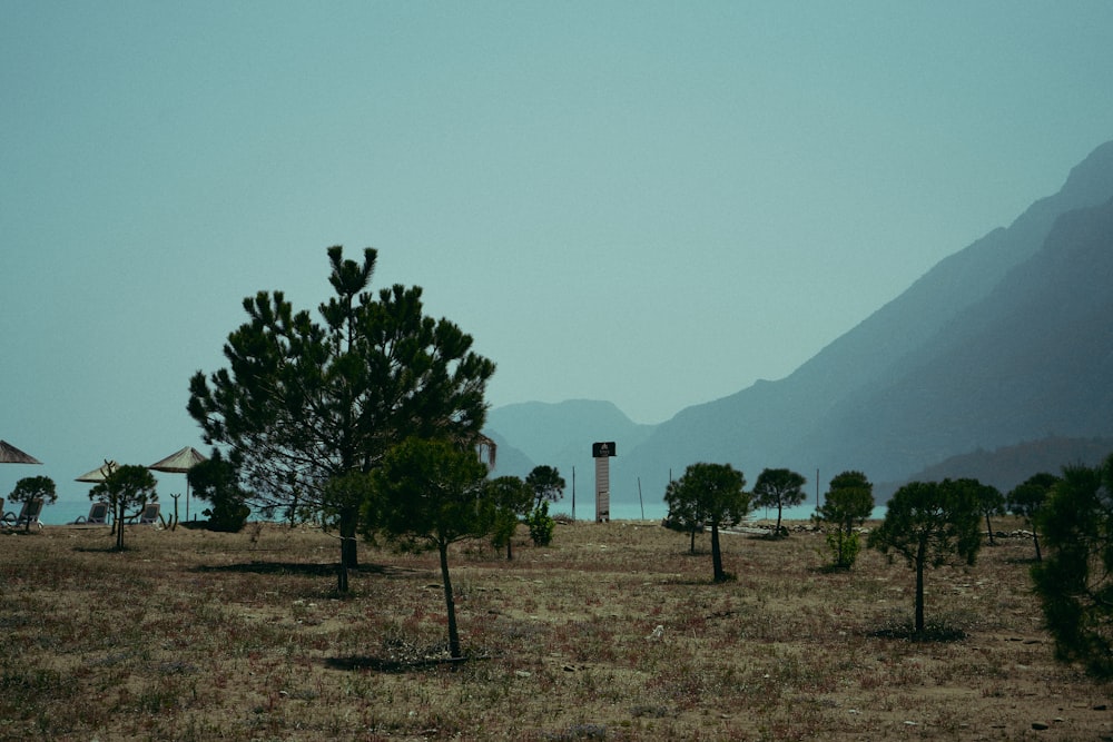 a field with trees and a tower in the distance