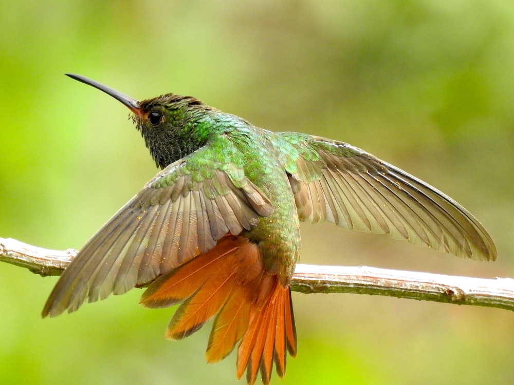 a hummingbird flying in the air