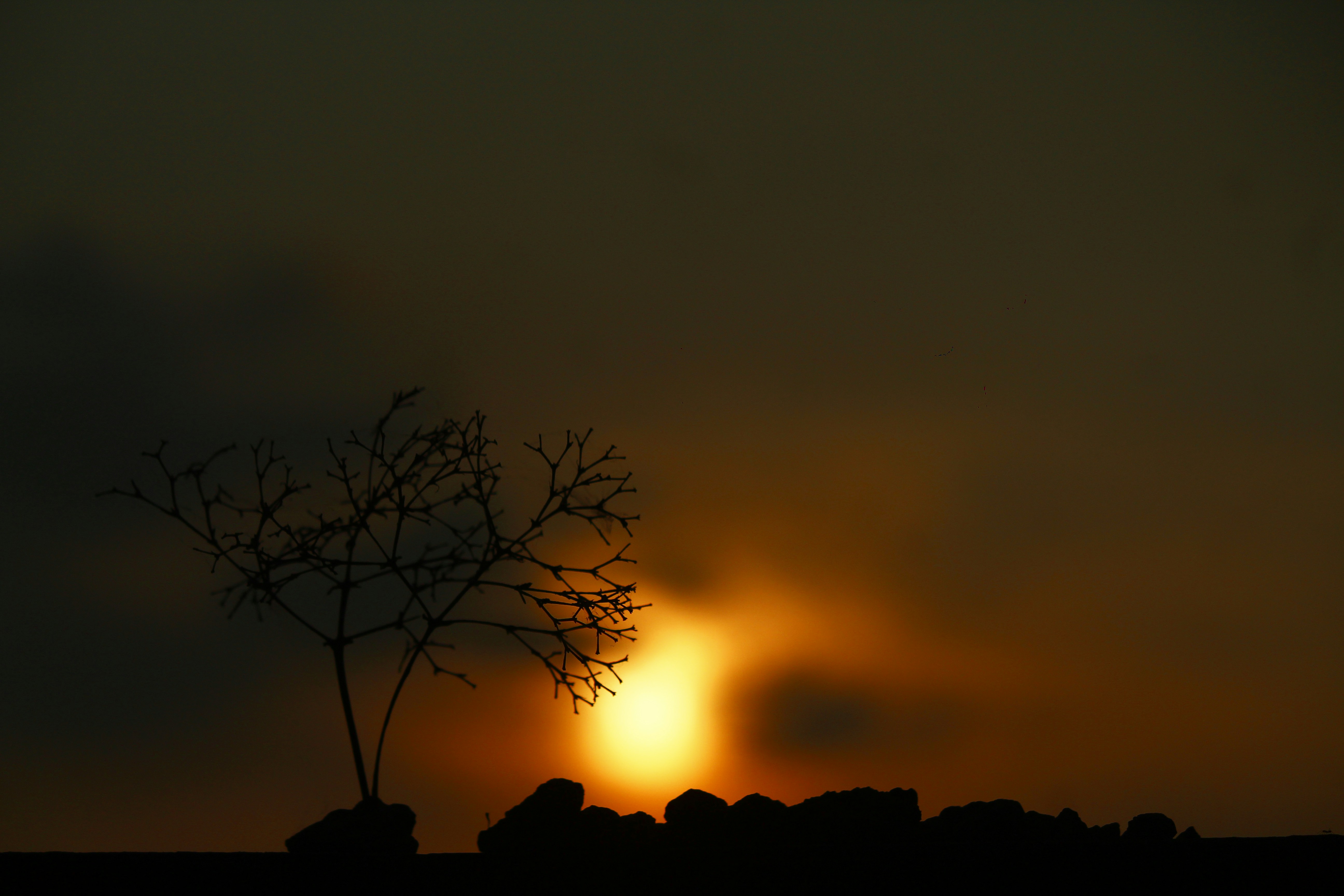 a tree with the sun behind it, 