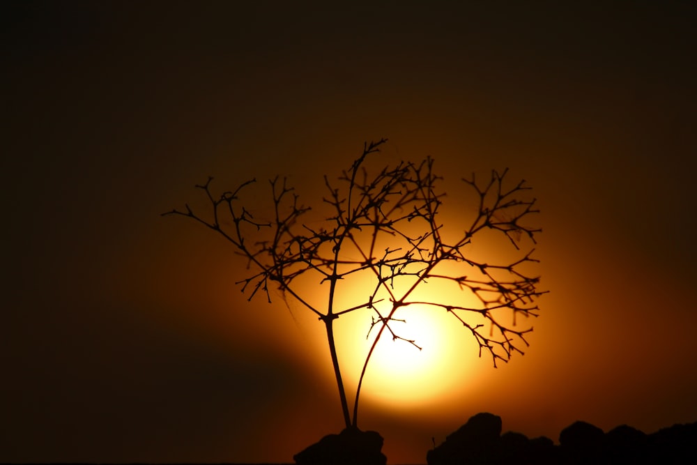 a tree with the sun behind it