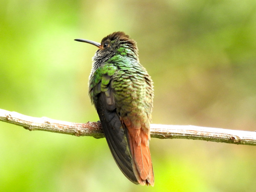 a bird on a branch