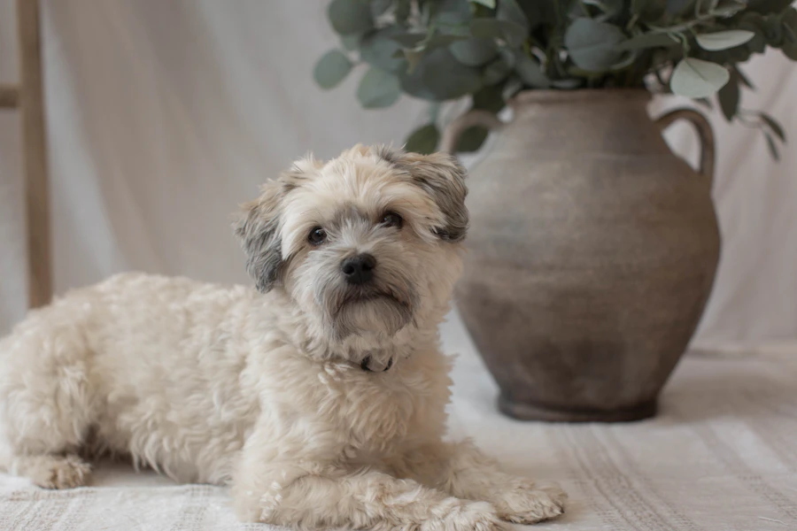 Small dog resting on a clean floor at home