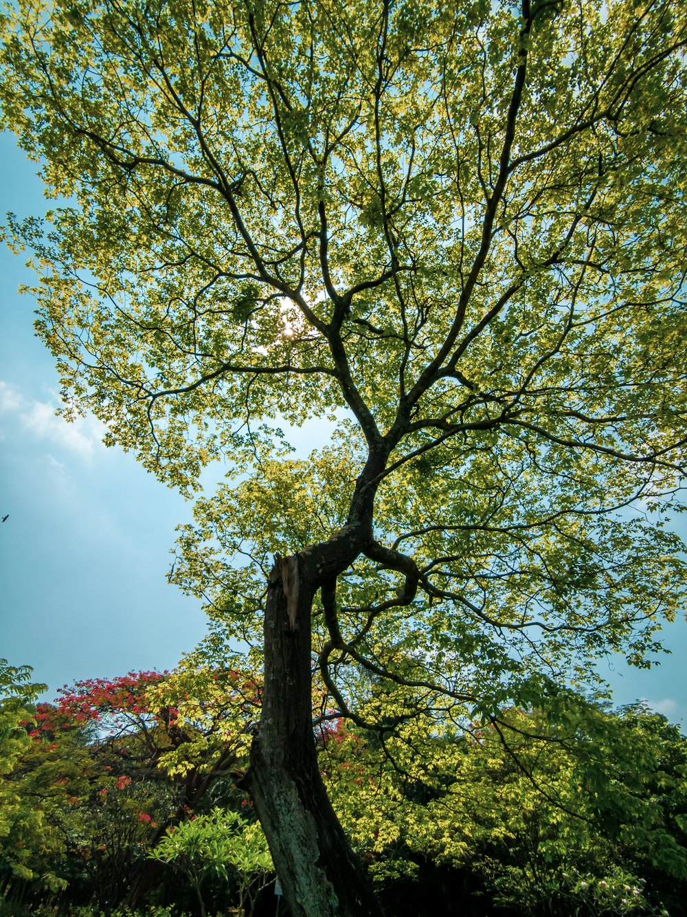 a tree with many branches