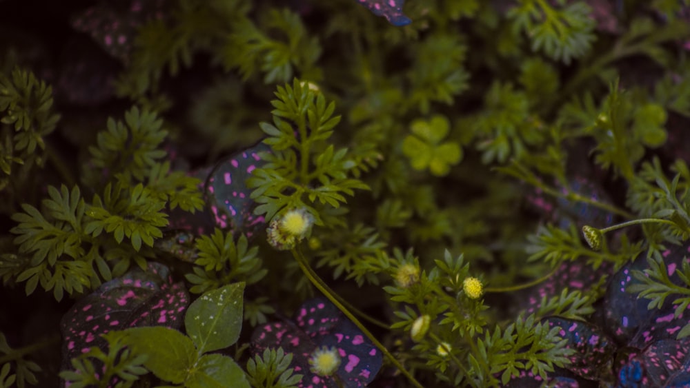 a close up of some plants