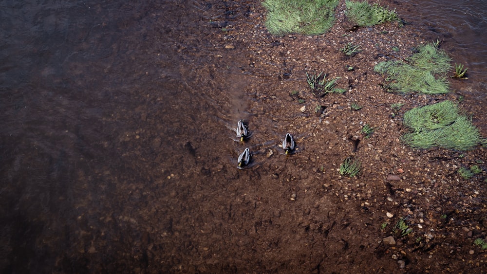 a group of butterflies on a dirt surface