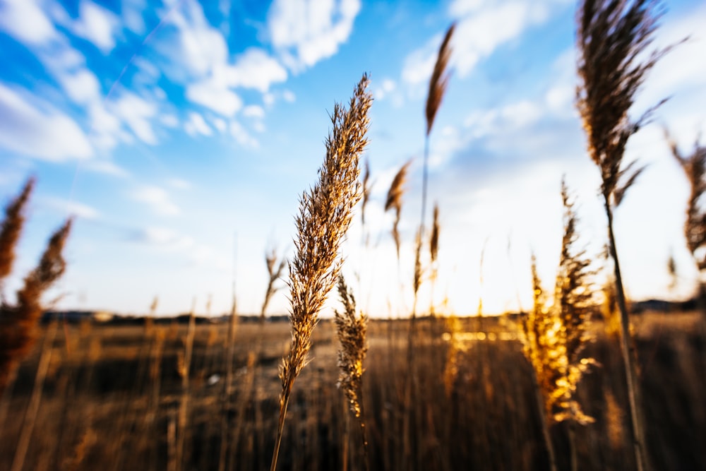 a field of wheat