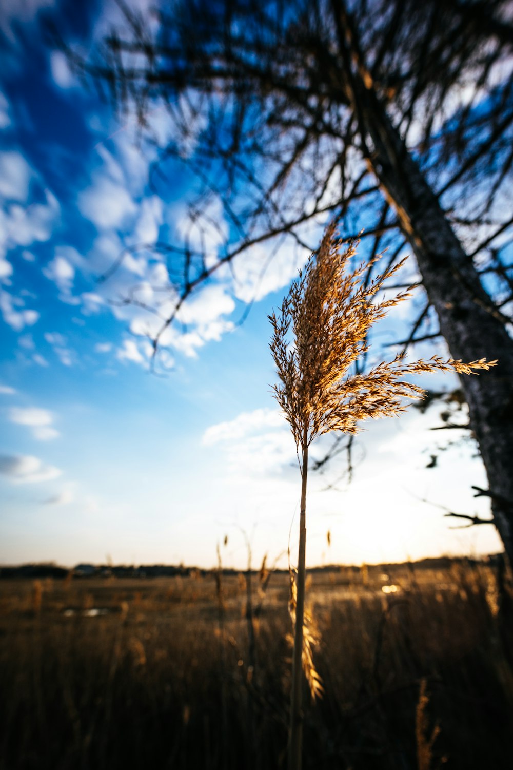 a tree with no leaves